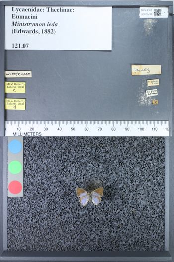 Media type: image;   Entomology 72437